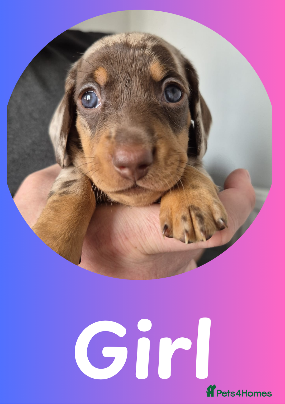 Miniature Dachshund dogs for sale: Miniature Dachshund Pups Looking for Loving Homes - Image 6