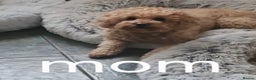 Cavapoo dogs for sale: Double curly coat cavapoo pups - Advert 16