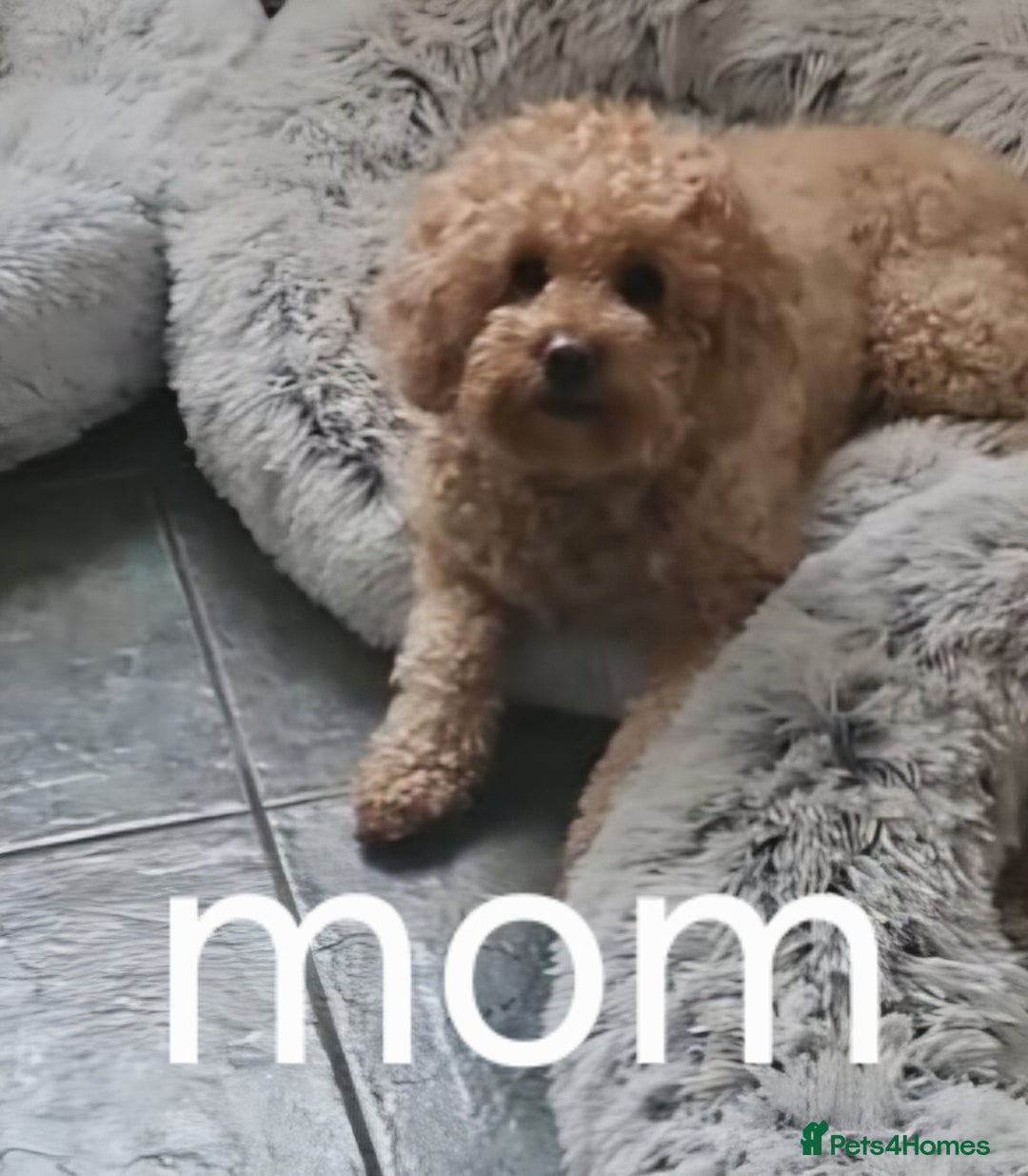 Cavapoo dogs for sale: Double curly coat cavapoo pups - Advert 16