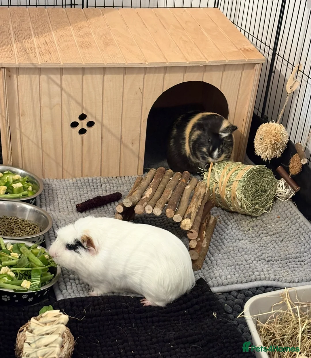 Guinea Pig rodents for sale: x2 Bonded Male Guinea Pigs - Advert 5