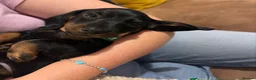 Miniature Dachshund dogs for sale: Ready to go Today!! Mini Dachshund Puppies 🐾  - Advert 30