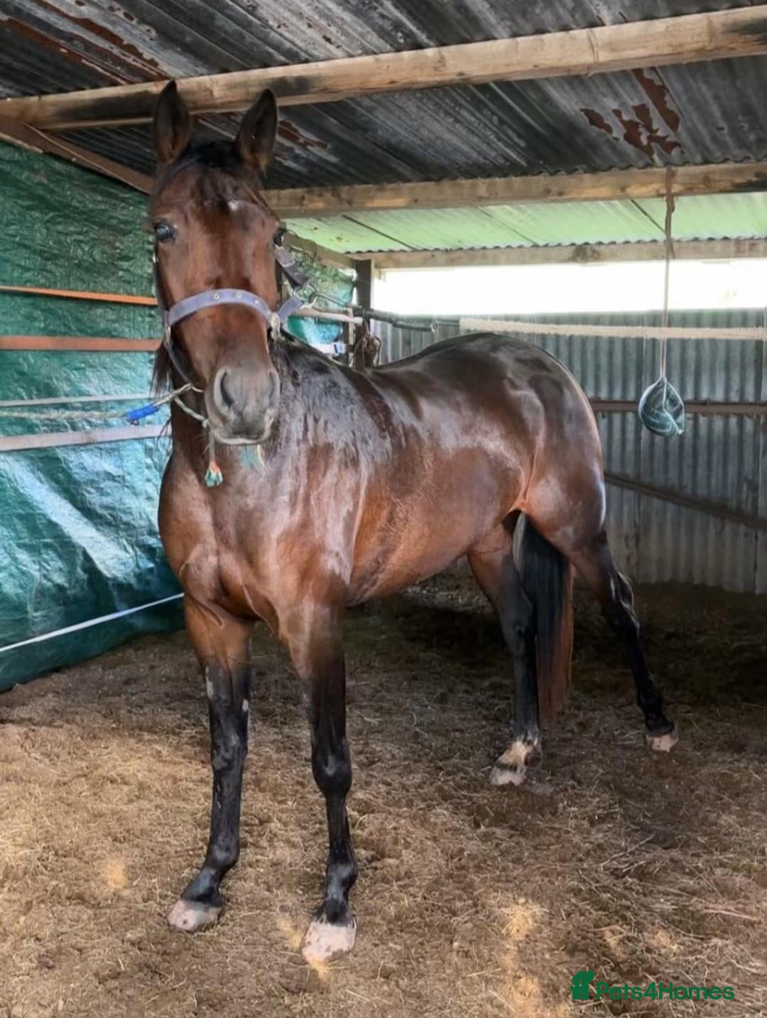 Trotter horses Beautiful Standardbred Mare For Sale - Advert 13