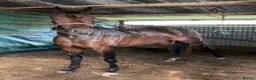 Trotter horses for sale: Beautiful Standardbred Mare For Sale - Advert 1