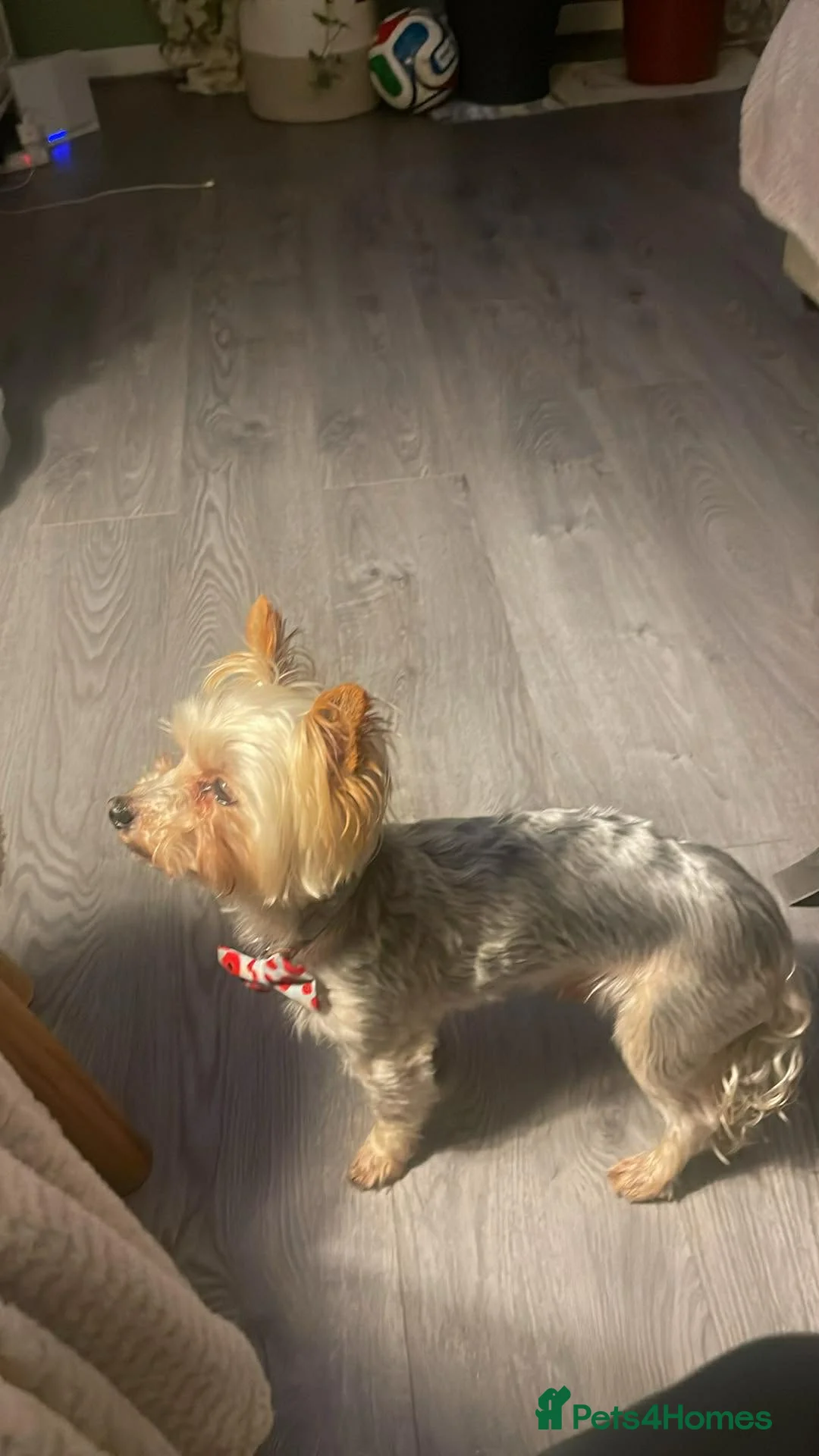 Yorkshire Terrier dogs for sale: York terrier  - Advert 19