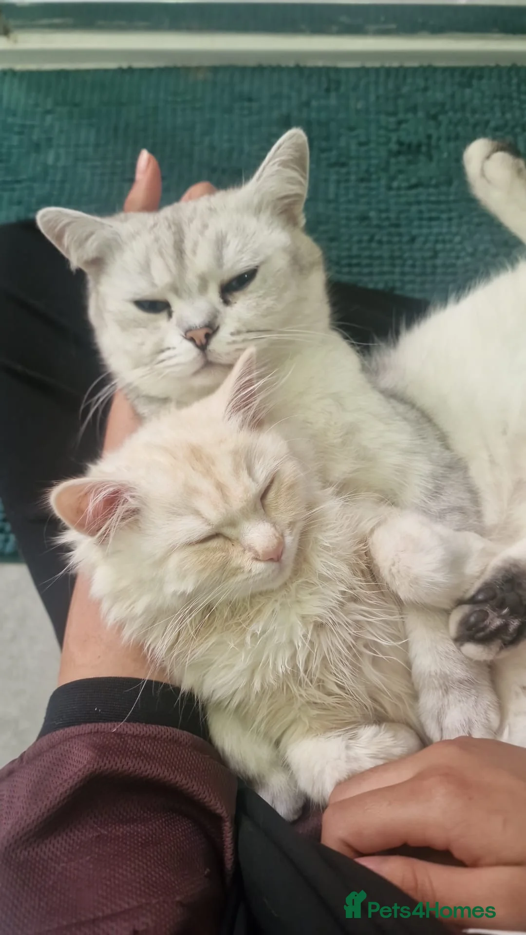 British Longhair cats for sale: Rare Fluffy Cream British longhair Kitten  in Bradford - Advert 2