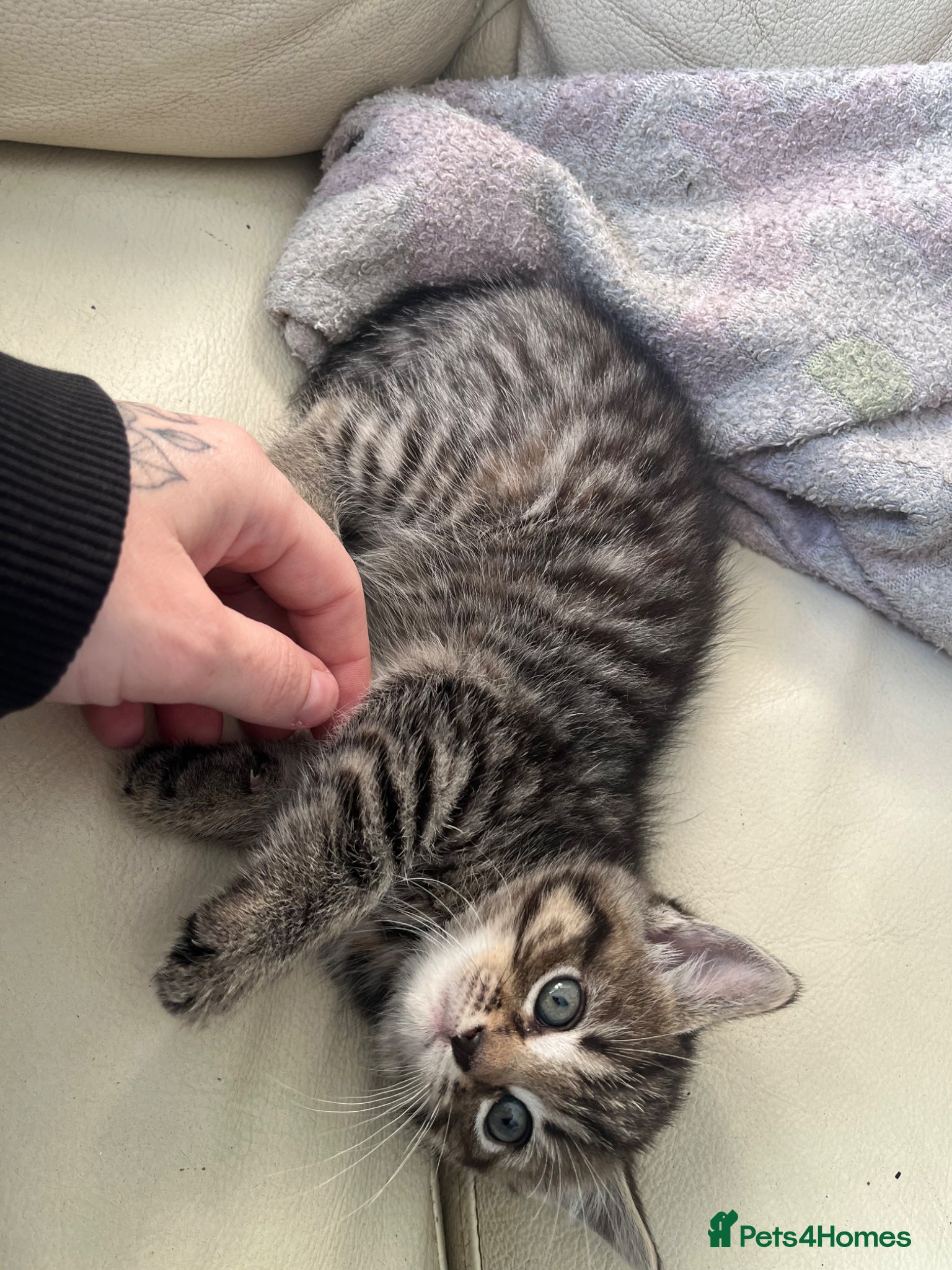 Mixed Breed cats for sale: 5 beautiful kittens for sale - Advert 3