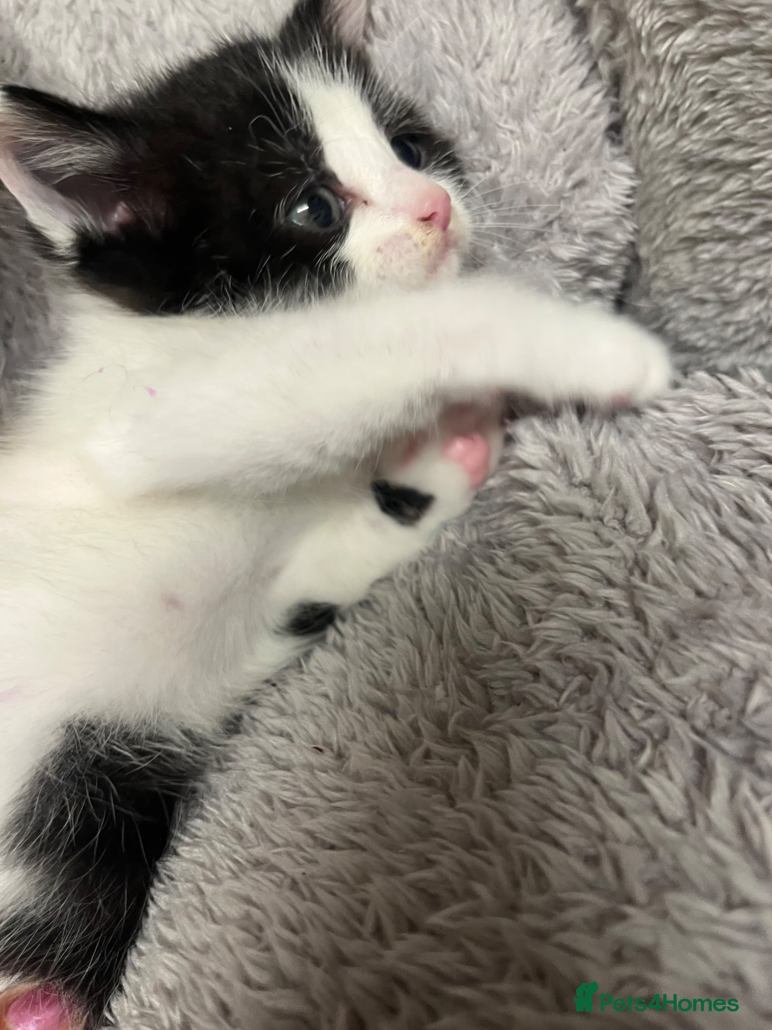 Mixed Breed cats 🐾 Beautiful Kittens Ready to Leave 🐾 - Advert 2