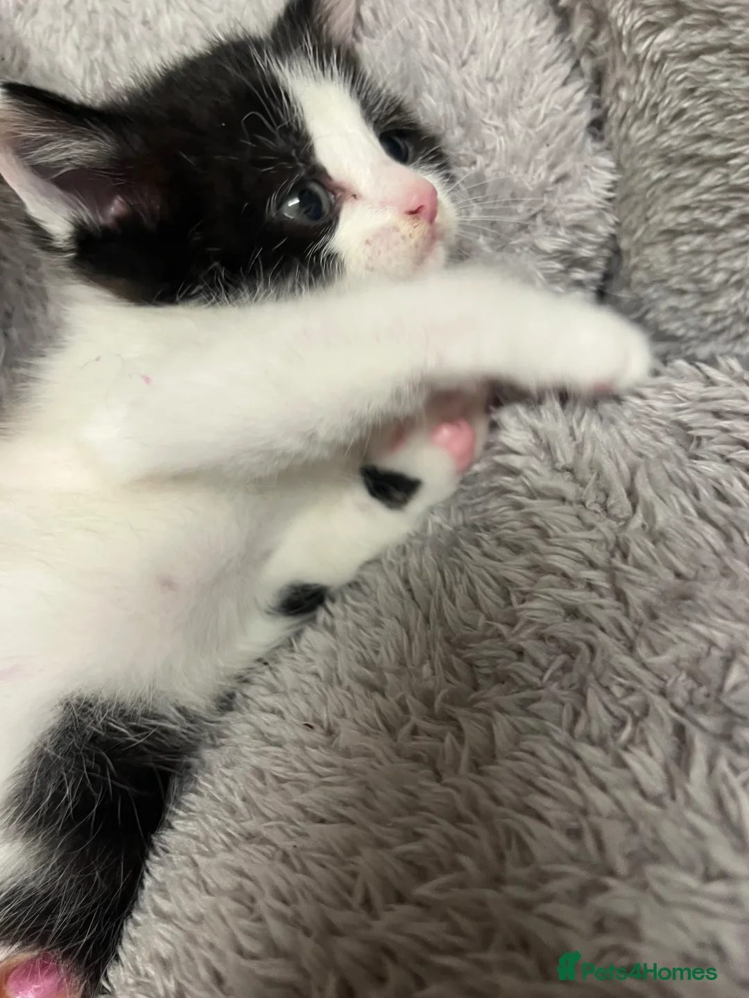 Mixed Breed cats for sale: 🐾 Beautiful Kittens Ready to Leave 🐾 - Advert 1