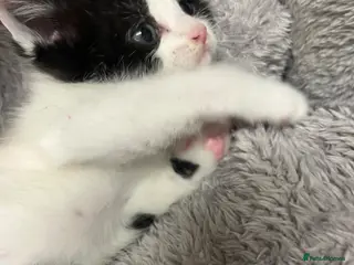 Mixed Breed cats 🐾 Beautiful Kittens Ready to Leave 🐾 - Advert 2