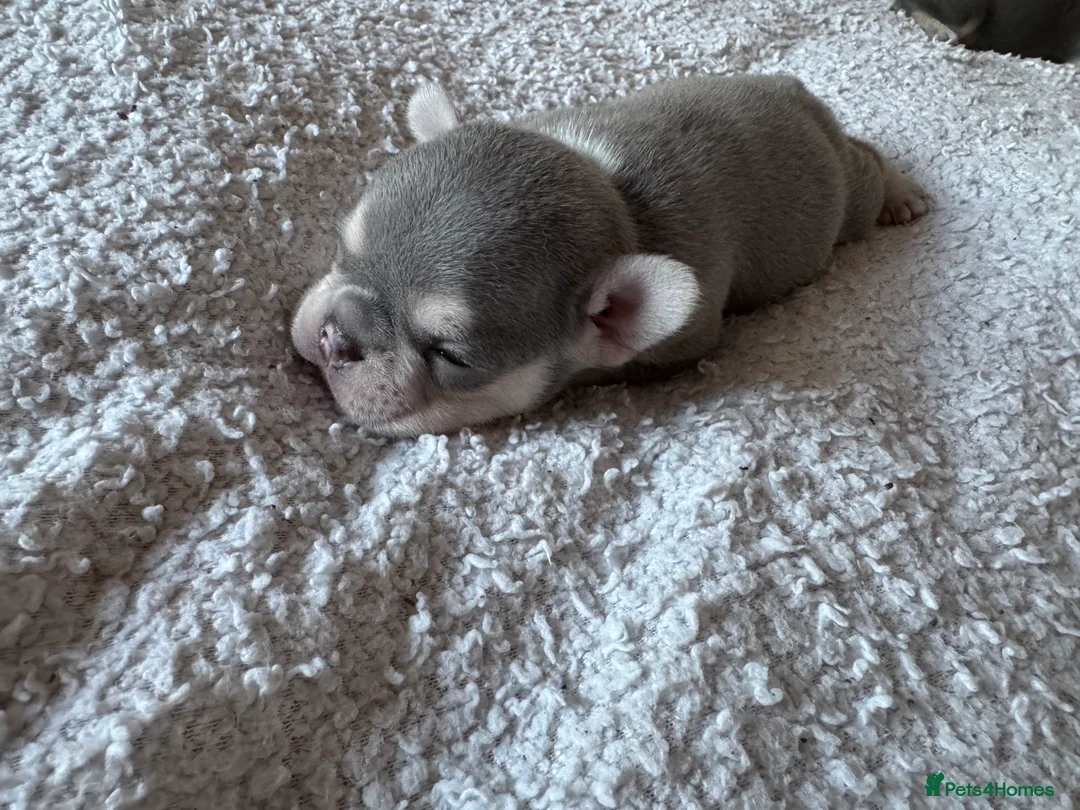French Bulldog dogs for sale: KC registered, health tested - Advert 3