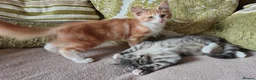 Norwegian Forest Cat cats for sale: Beautiful Norwegian Forest Kittens  - Advert 11