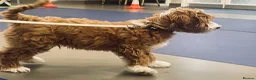Goldendoodle dogs for stud: Tuxedo Australian Double Doodle - Advert 24