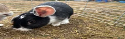 Mixed Breed rabbits for sale: Mixed breed male  - Advert 3