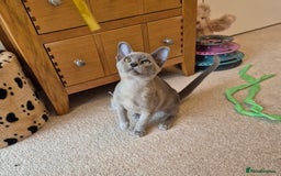 Burmese cats for sale: Gorgeous Pedigree Blue Male Burmese Kitten - Image 5