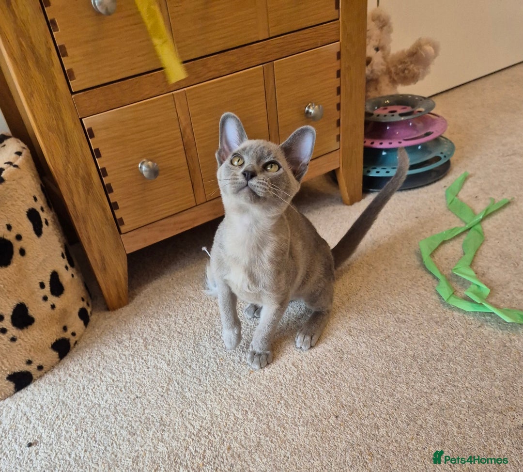 Burmese cats for sale: Gorgeous Pedigree Blue Male Burmese Kitten - Image 5