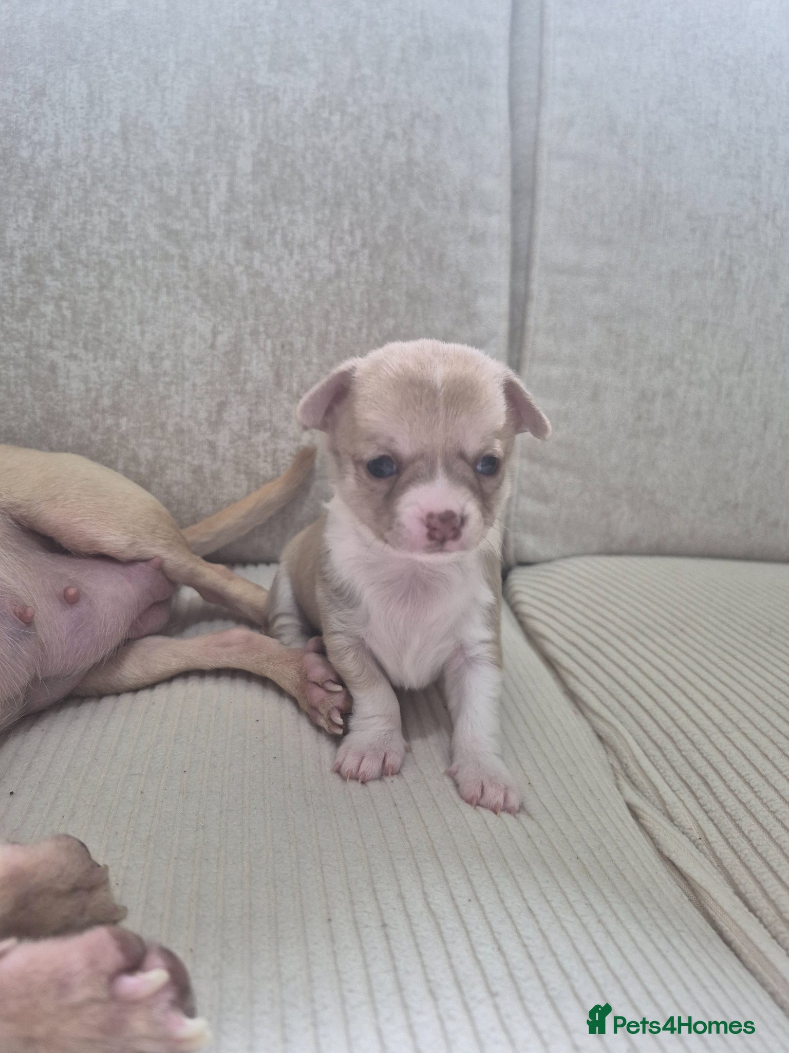 Chihuahua dogs for sale: Female chihuahua - Advert 6
