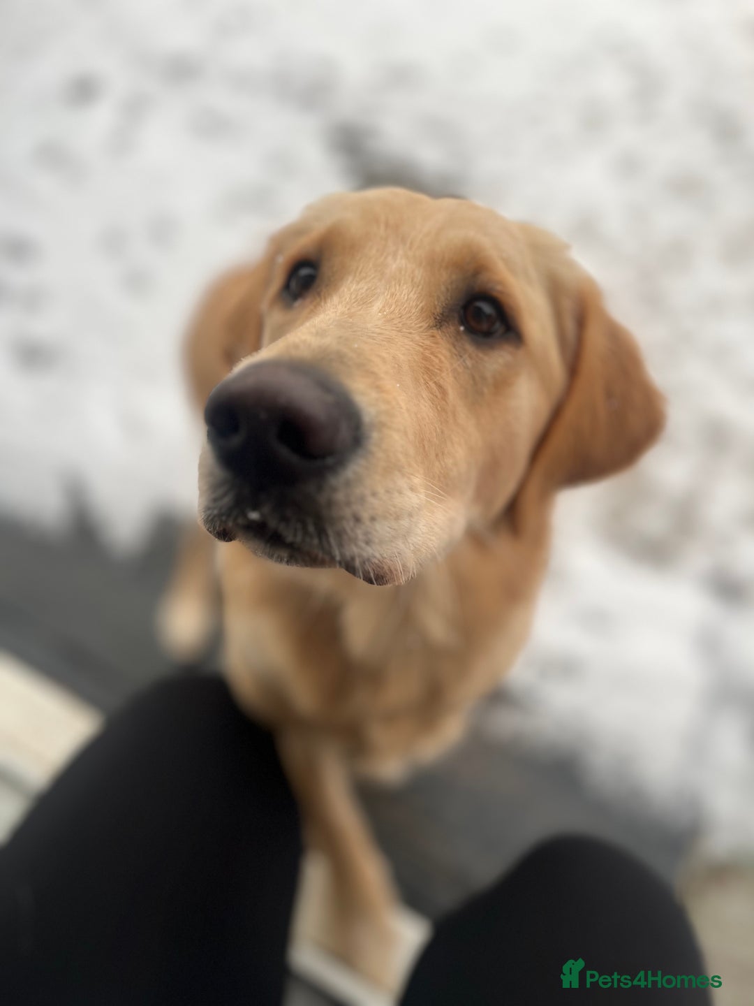 Golden Retriever dogs for sale: Golden retriever puppies - Image 14