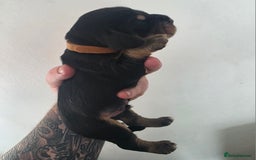 Bocker dogs for sale: 7x Bocker pups (born 22/06/2025) - Image 8