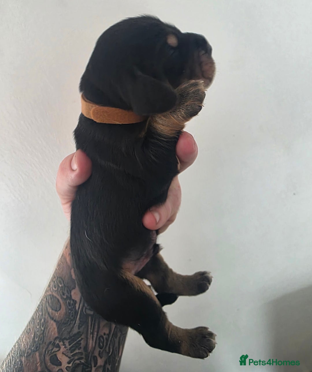 Bocker dogs for sale: 7x Bocker pups (born 22/06/2025) - Image 8