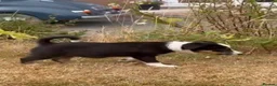 Border Collie dogs for sale: 9 Border Collie pups - Advert 6