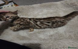 Bengal cats for sale:  1 stunning male bengal kitten  - Image 4