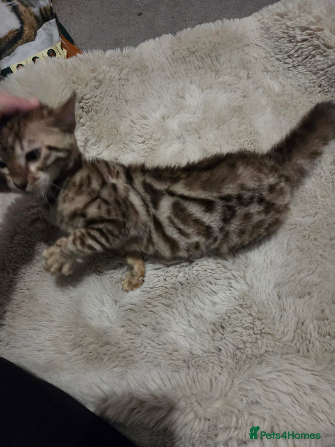 Bengal cats for sale:  1 stunning male bengal kitten  - Image 4