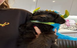 Mixed Breed dogs for sale: Beautiful Tiboodles Boy & Girl for sale  - Advert 3