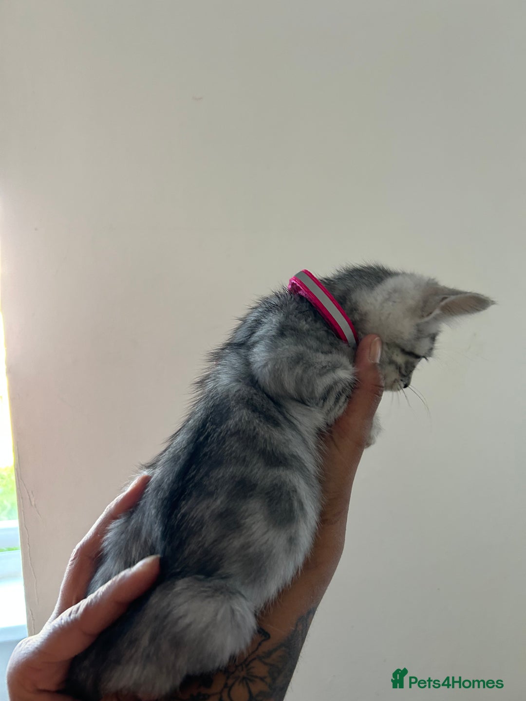 Bengal cats for sale: Bengal x Maine coon  - Image 14