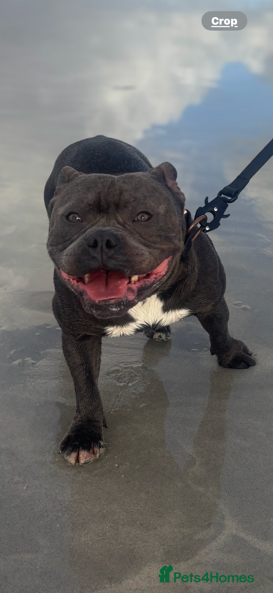 Staffordshire Bull Terrier dogs for stud: Staffordshire Bull Terrier (stud dog) - Advert 9