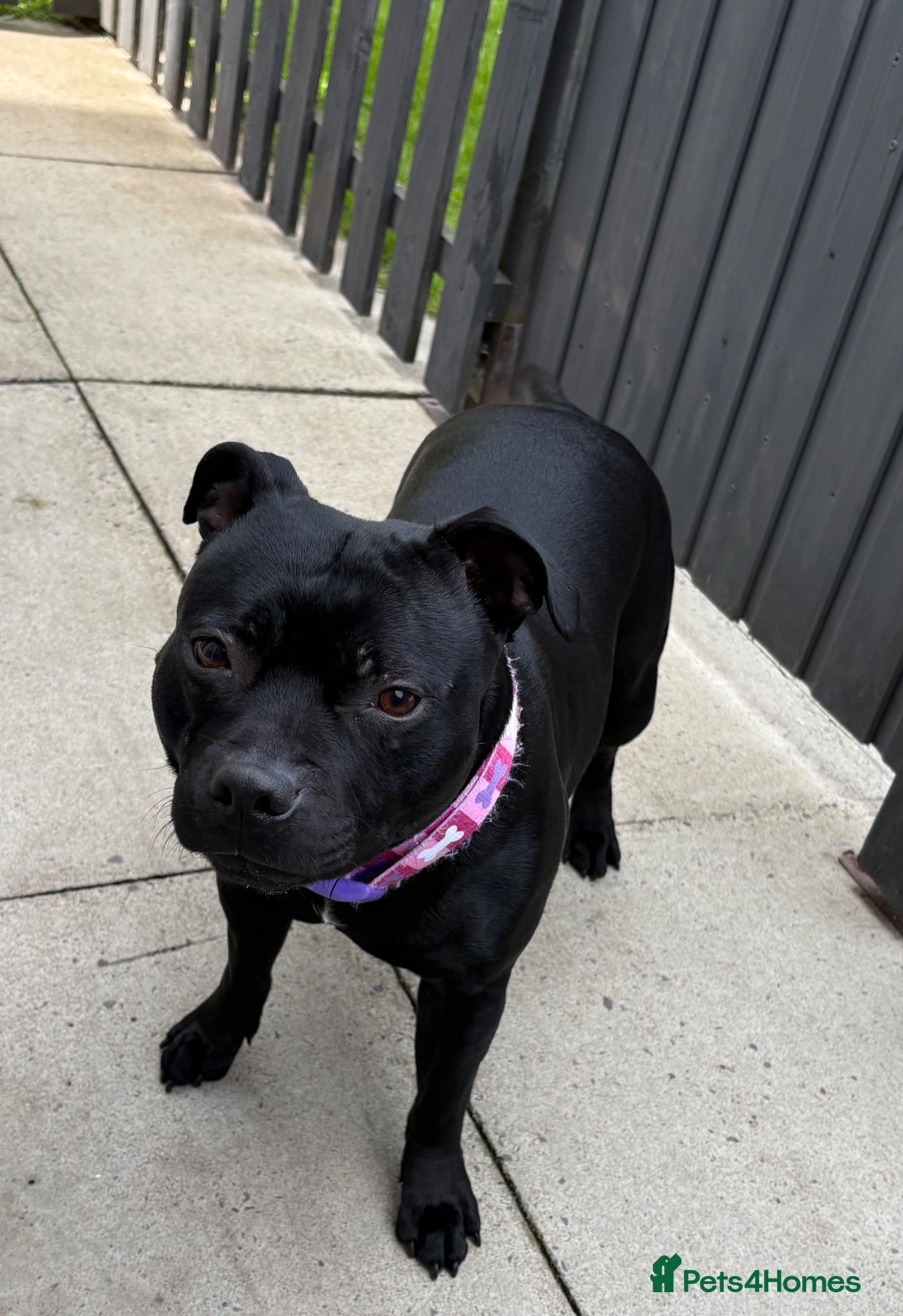 Staffordshire Bull Terrier dogs Beautiful K.C Staffordshire bull terrier puppies - Advert 2