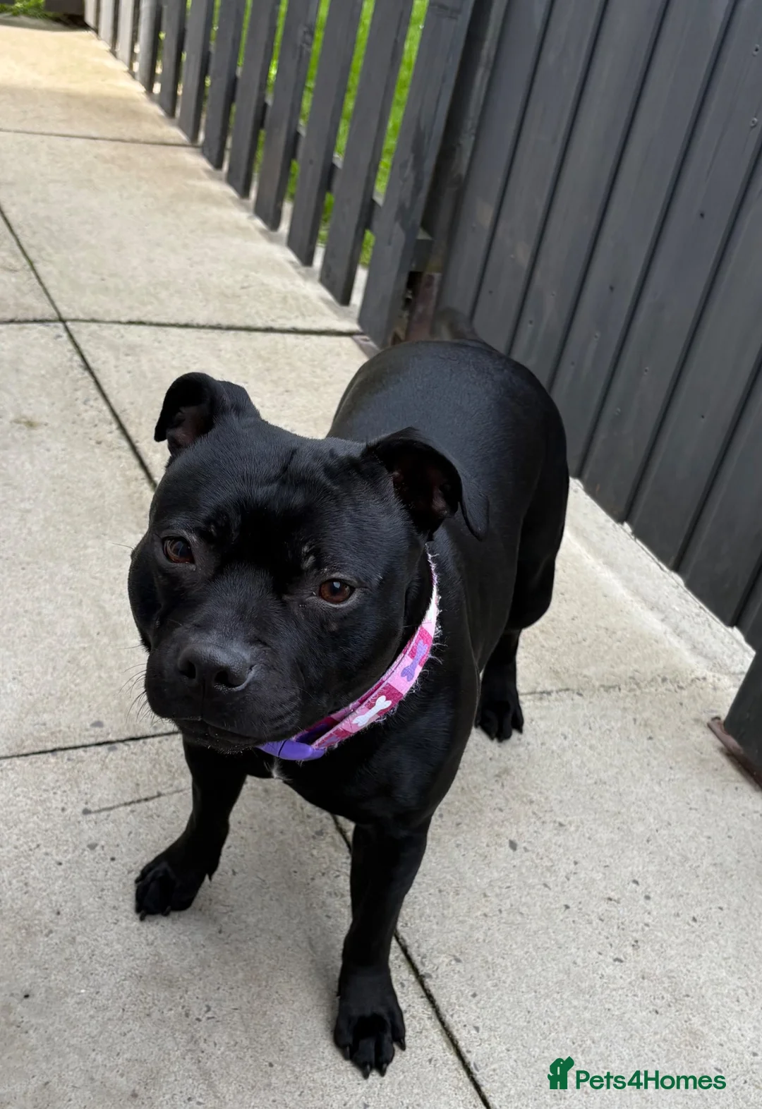 Staffordshire Bull Terrier dogs for sale: Beautiful K.C Staffordshire bull terrier puppies - Advert 2