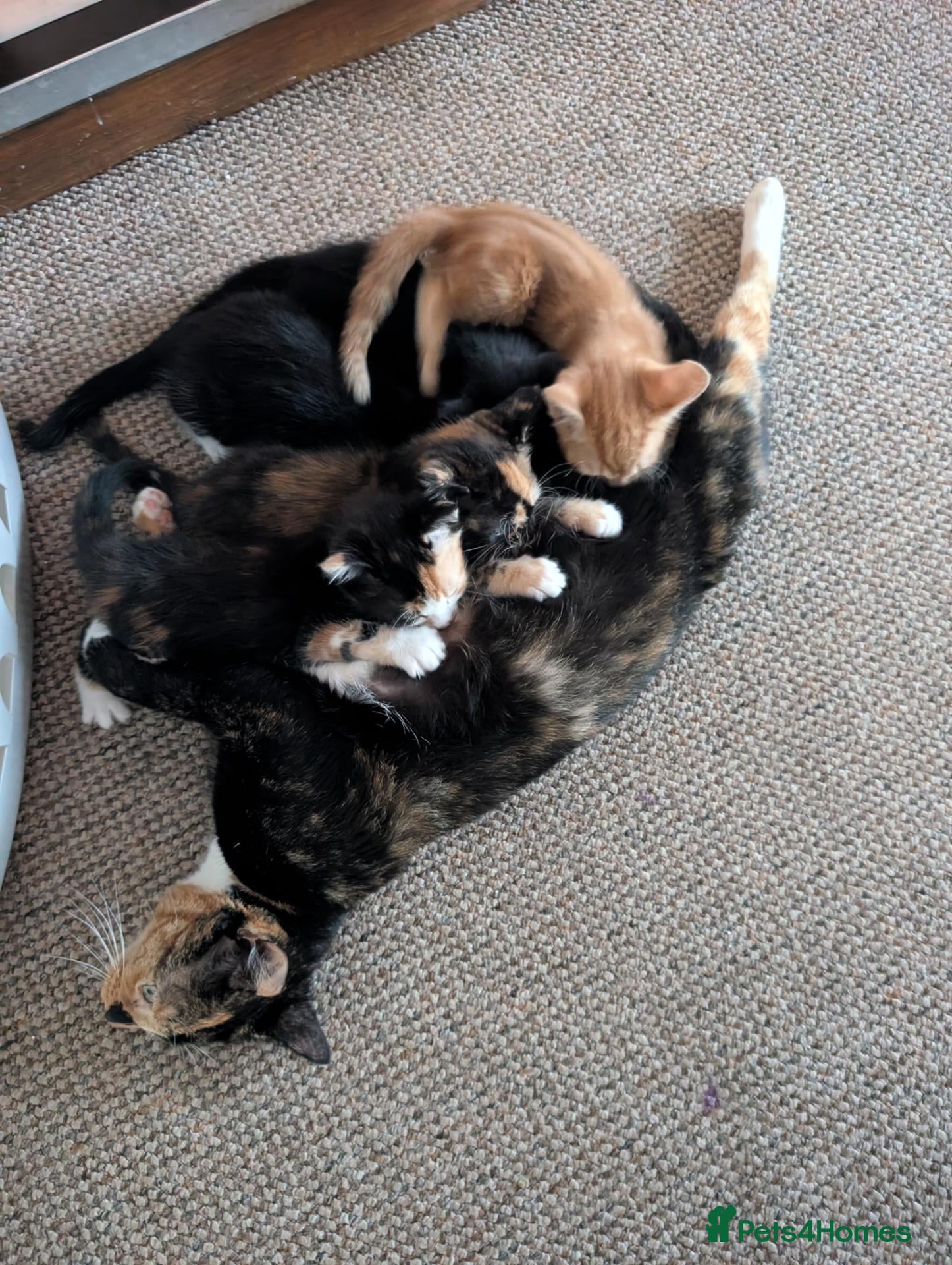 Mixed Breed cats 5 kittens looking for new homes - Advert 1