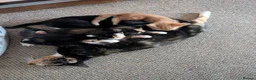 Mixed Breed cats for sale: 5 kittens looking for new homes - Advert 3