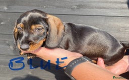 Miniature Dachshund dogs for sale: Quality Dachshund puppies - Image 13