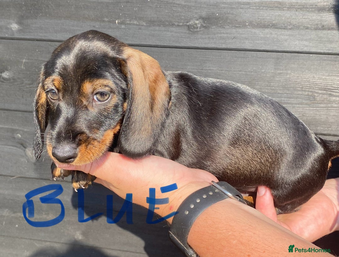 Miniature Dachshund dogs for sale: Quality Dachshund puppies - Image 13