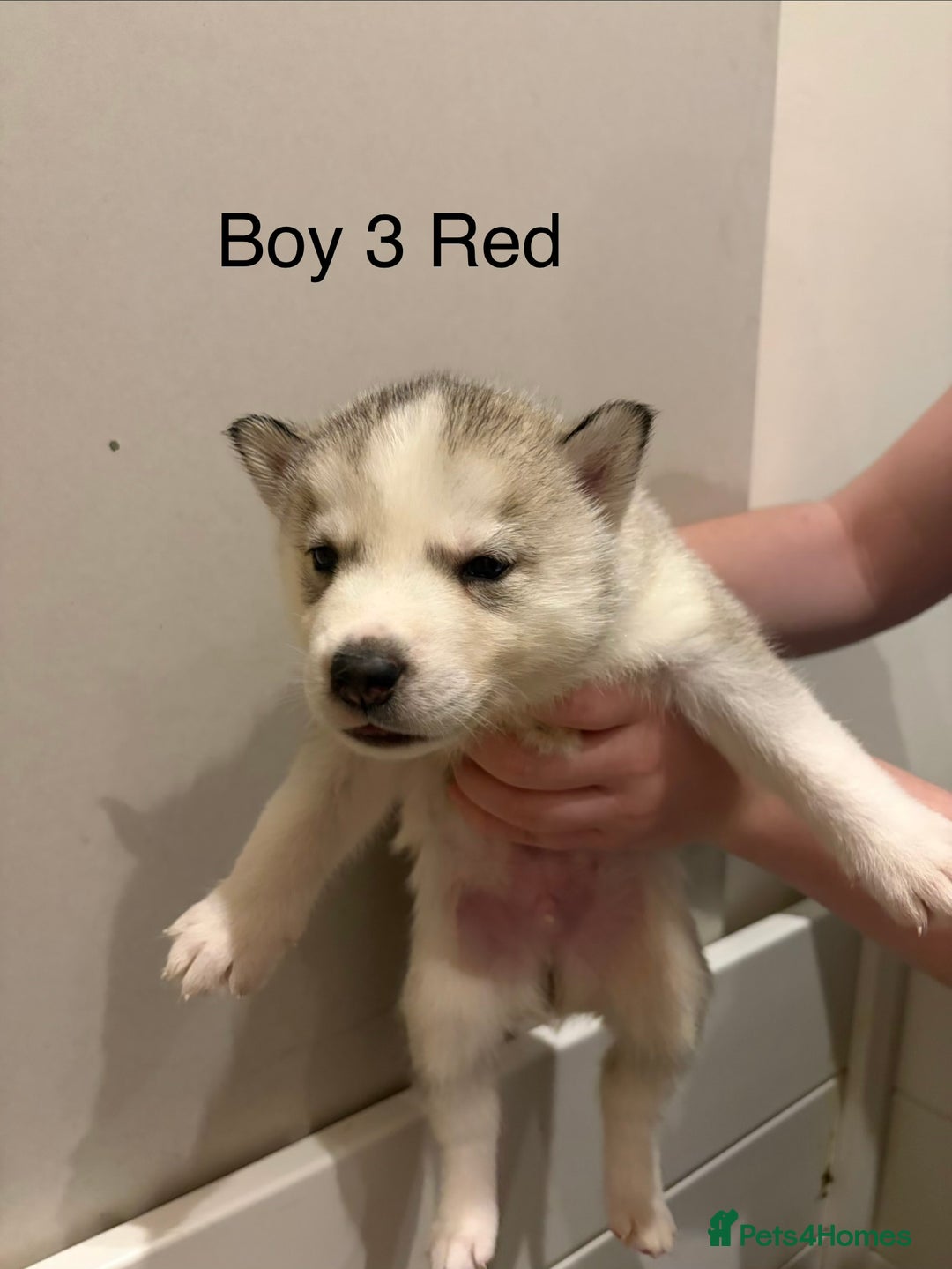 Siberian Husky dogs for sale: Siberian huskies for sale  - Advert 7