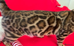 Bengal cats for sale: TICA reg STUNNING BENGAL KiTTENs - Image 2