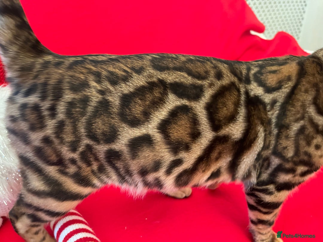Bengal cats for sale: TICA reg STUNNING BENGAL KiTTENs - Image 2