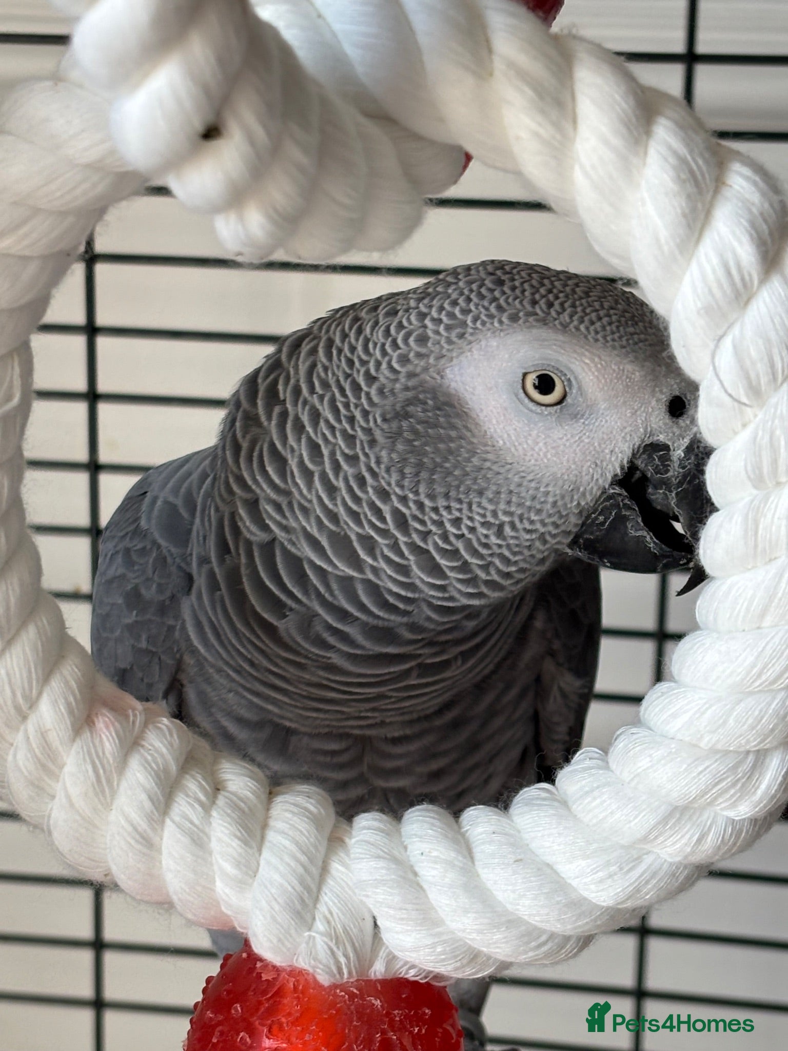 Parrots birds African grey  - Advert 1