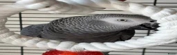 Parrots birds for sale: African grey  - Advert 1