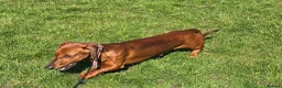 Dachshund dogs for sale:  STUNING 1 STANDARD DACHSHUND BOY  - Advert 4