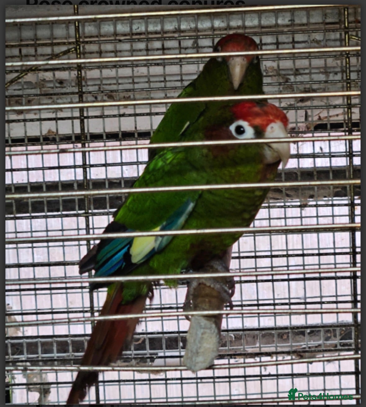 Conures birds Rose-Crowned Conures & Pearly Conure - Advert 2