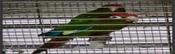 Conures birds for sale: Rose-Crowned Conures & Pearly Conure - Advert 2