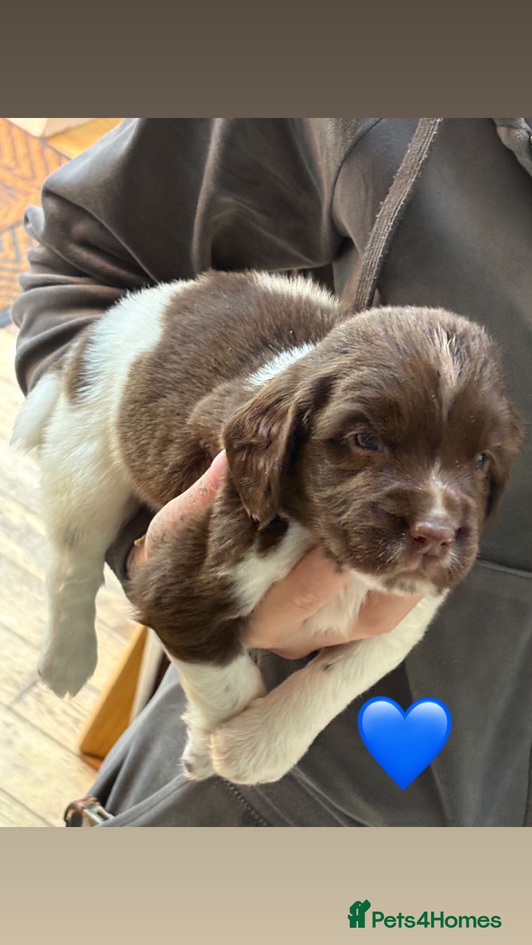 English Springer Spaniel dogs for sale: Traditional English Springer Spaniel Puppies - Image 4