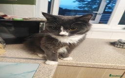 Mixed Breed cats for sale: Kittens - Image 11