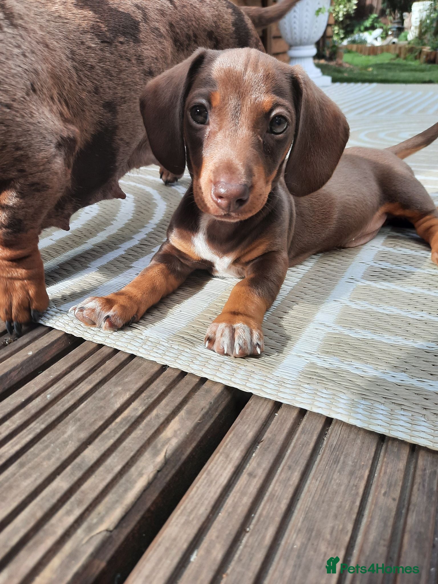 Miniature Dachshund dogs Beautiful litter of miniature dachshunds.8weeksold - Advert 2