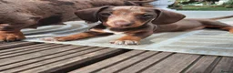 Miniature Dachshund dogs for sale: Beautiful litter of miniature dachshunds.9weeksold - Advert 1