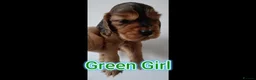 Cocker Spaniel dogs for sale: 🌟KC Registered Show-Type Cocker Spaniel Puppies🌟 - Advert 23