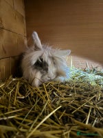 Mini Lion Lop rabbits - Advert 4