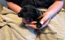 Goldendoodle dogs for sale: 12 Stunning Goldendoodles - Image 13